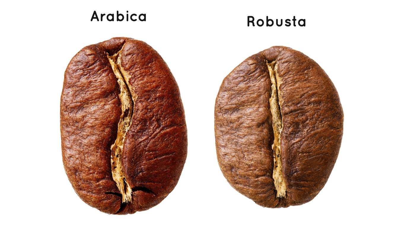 انواع قهوه عربیکا و روبوستا