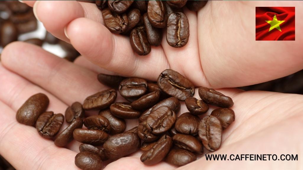 قهوه صادراتی ویتنام 
