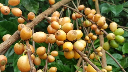 قهوه لیبریکا