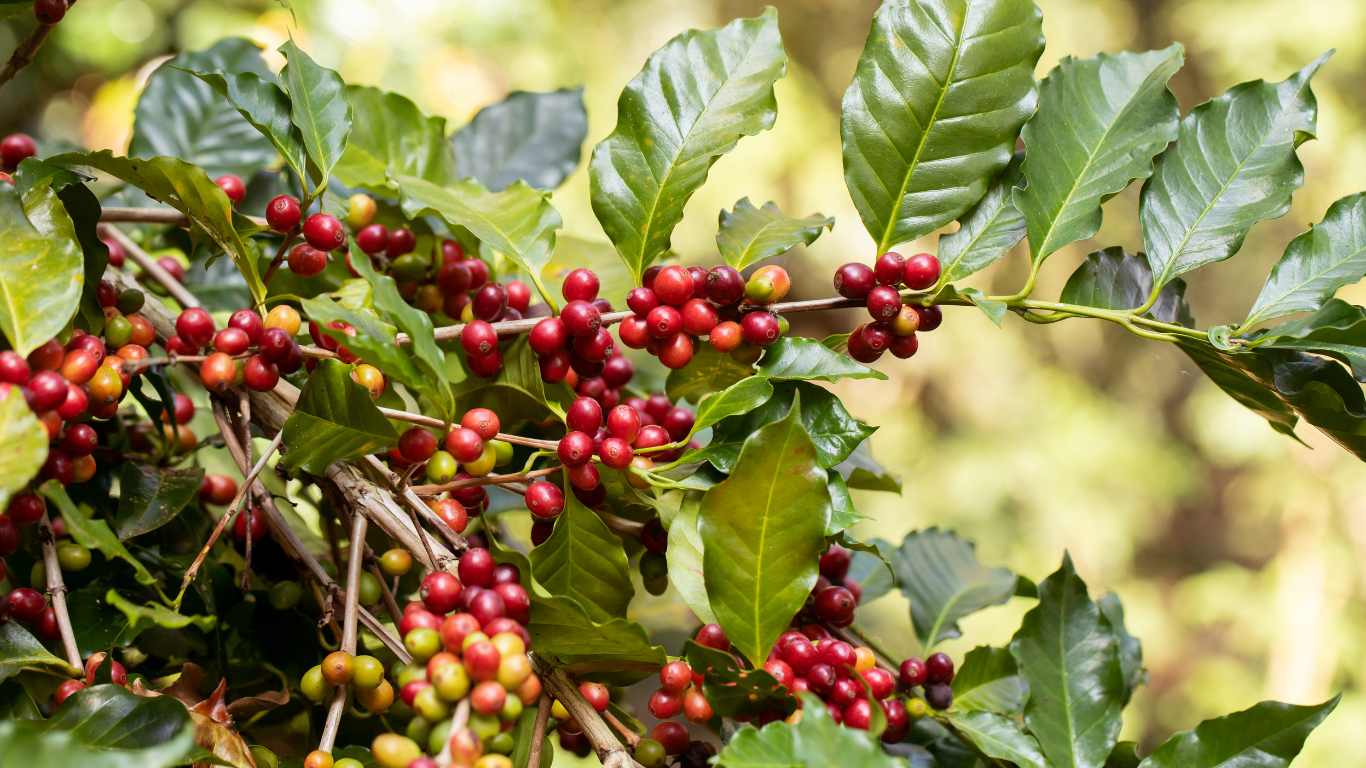 مناطق کشت قهوه ویتنام کجاست