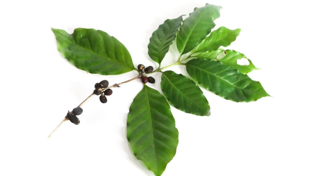 تاریخچه کامل گیاه قهوه 