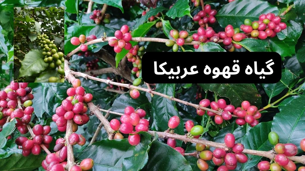 انواع مختلف گیاه قهوه 
