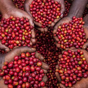 خرید قهوه روبوستا اوگاندا