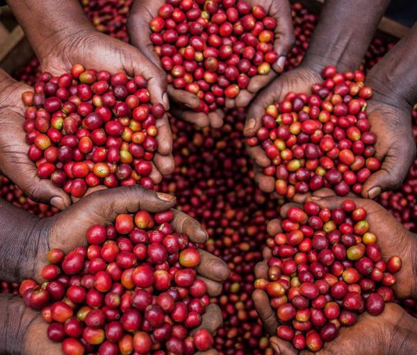 خرید قهوه روبوستا اوگاندا