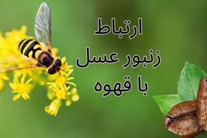 ارتباط زنبور عسل با گیاه قهوه