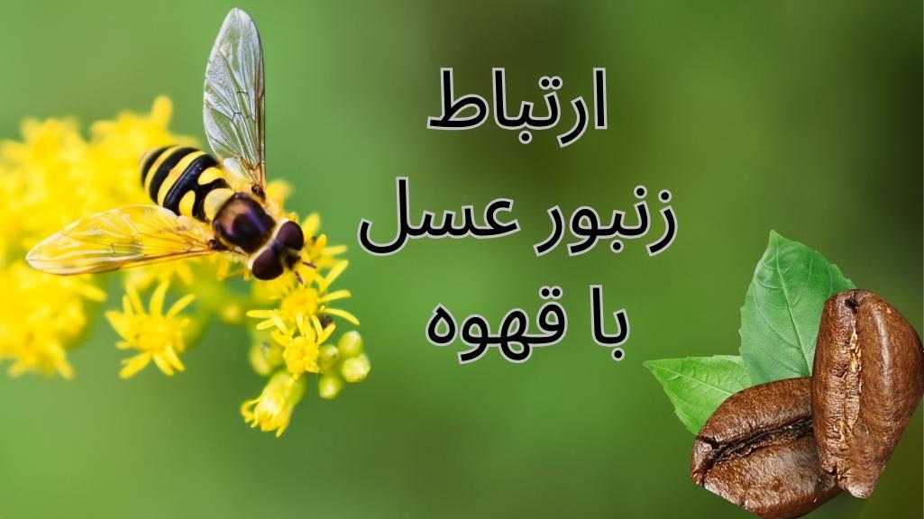 ارتباط زنبور عسل با گیاه قهوه